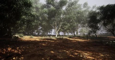 Lush forest landscape with mist enveloping trees during early morning hours Stock Illustration