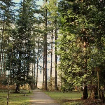 Lush forest landscape Stock Photos