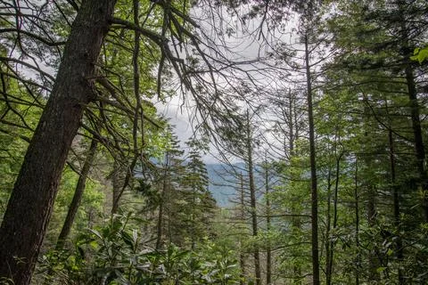 Lush Forest Landscape Stock Photos
