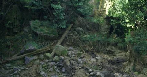 Lush forest landscape with rocks and exposed roots during daylight hours Stock Illustration