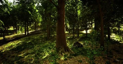 Lush forest landscape showcasing towering trees and sunlit pathways Stock Illustration