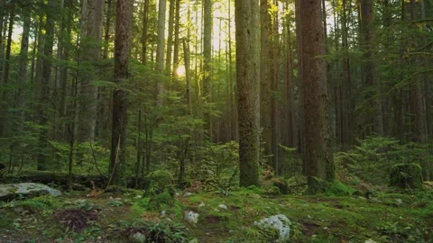 Lush forest landscape with sun rays 動画素材 345720944