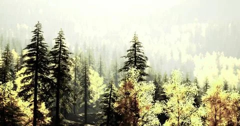 Lush forest landscape with sunlight filtering through trees during autumn Stock Illustration