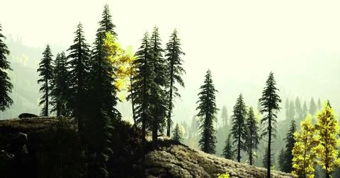 Lush forest landscape with tall pine trees during early morning light Stock Illustration
