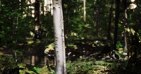 Lush forest landscape with tall trees and soft natural lighting Stock Illustration