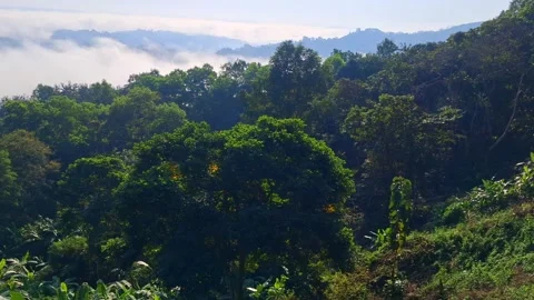 Lush Forest Landscape View Vídeo Stock 330466607