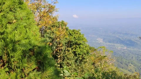 Lush Forest Landscape View Vídeo Stock 331656188