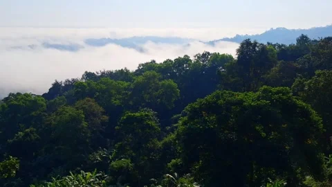 Lush Forest Landscape View Vídeo Stock 331658334