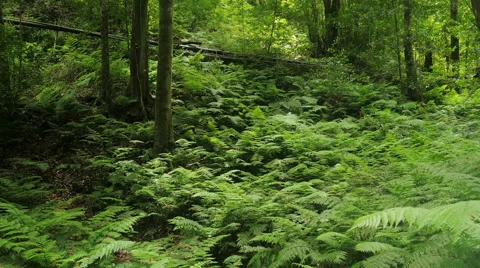 The lush forest on a little breeze Stock Footage 67494396