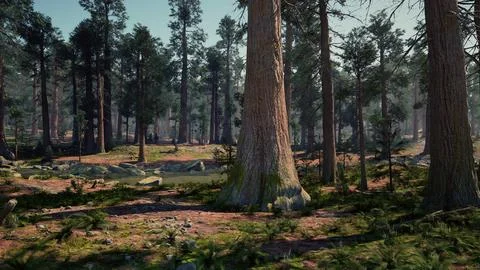 A lush forest with a multitude of towering trees Stock Illustration