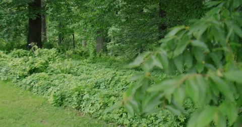 Lush Forest Nature Stock Footage 329137028