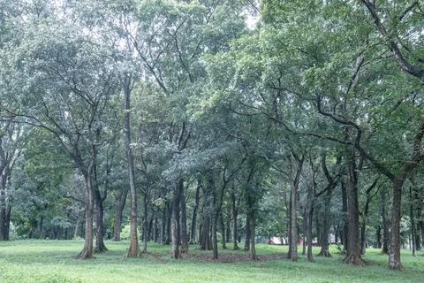 Lush forest panorama with rows of trunks and wide grass Stock Photos