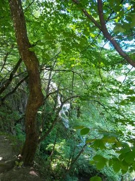 Lush forest path with cascading waterfall view Stock Photos