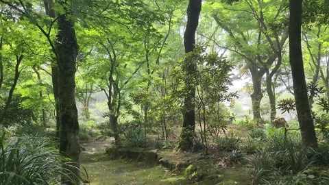Lush forest path covered in moss winds through tall trees 動画素材 337697703