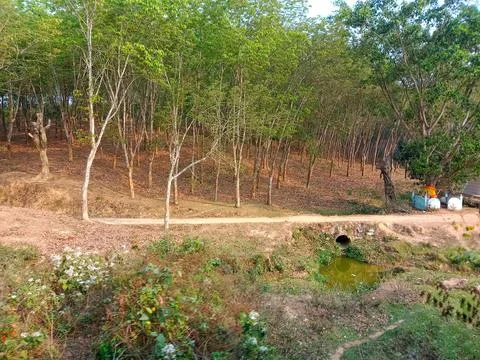 Lush Forest Path with Culvert and Stream Stock Photos