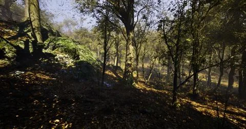 Lush forest path illuminated by sunlight filtering through the trees Stock Illustration