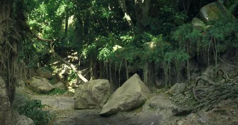 Lush forest path with large boulders under dense tree canopy Stock Illustration