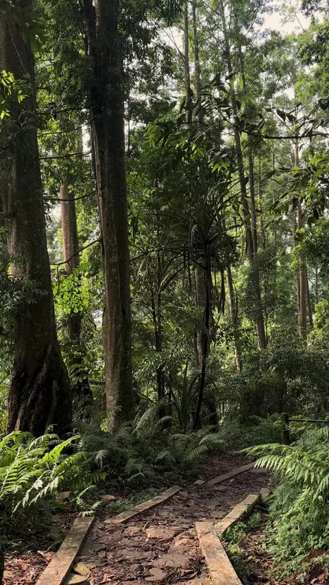 Lush Forest Path Moving Backward, Dense Green Woodland, Vertical Shot Stock-Footage 321104510