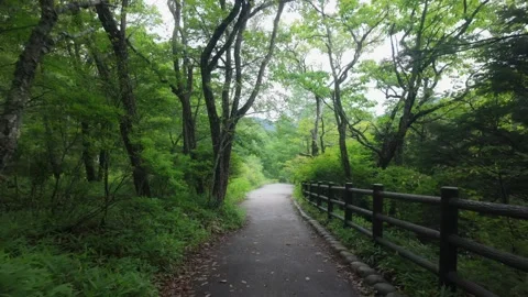 Lush forest path in Nikko, JP, summer Vídeos de archivo 347985608