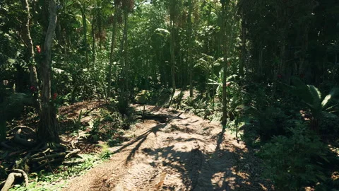 Lush forest path in Paraguay highlighting natures tranquility and beauty Stock Footage 314596344