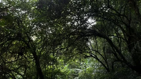 Lush Forest Path Revealed, Panning Down Through Green Canopy, Low Angle Shot Stock Footage 324769618