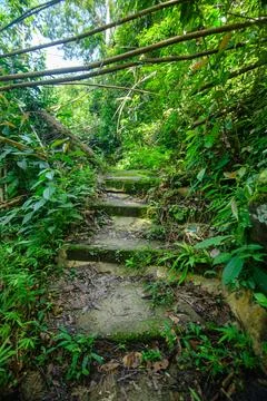 Lush Forest Path with Stone Steps Surrounded by Greenery and Foliage Stock Photos