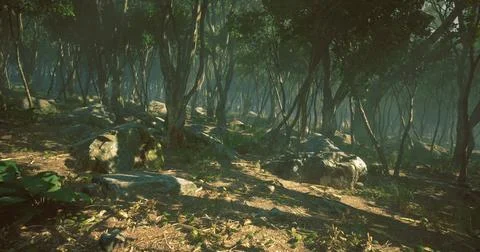 Lush forest path with sunlight filtering through the trees at midday Stock Illustration