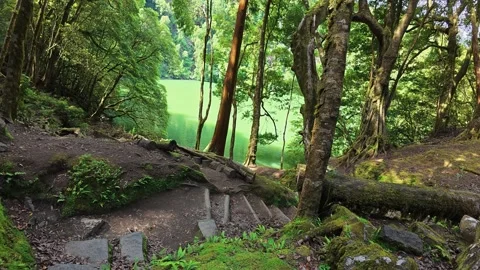 Lush forest path through green woodland in the Azores Vídeos de archivo 334398934