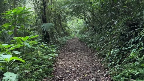 Lush Forest Path Walk, Dense Tropical Jungle, POV Tracking Shot Stock Footage 324790469