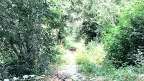 Lush Forest Path Winding Through Dense Green Vegetation Stock Footage 337554496