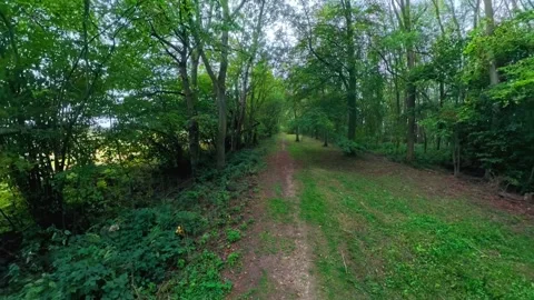 Lush forest path winds through tall green trees. Dappled sunlight filters Stock Footage 347125306