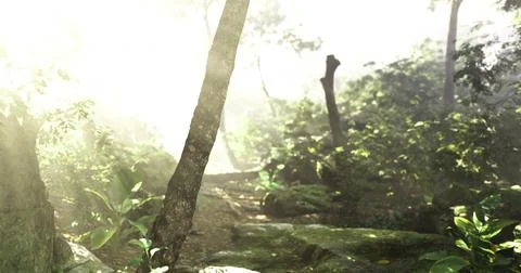 Lush forest pathway illuminated by soft sunlight on a misty morning Stock Illustration