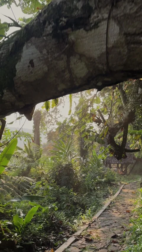 Lush Forest Pathway Leading to Rustic Hut, POV Tracking Shot, Vertical Stock Footage 321104097