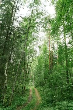 Lush forest pathway surrounded by tall trees in the midst of summer greenery Stock Photos
