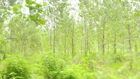 Lush Forest Pathway Through Green Видео 343908592