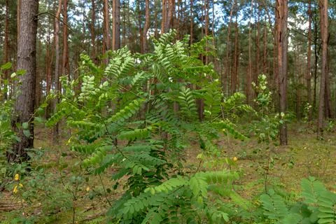 Lush Forest with Pine Trees and Green Foliage in Nowy Lubiel, Poland Stock Photos