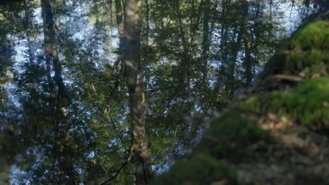 A lush forest reflecting in a pond, medium close-up Stock Footage 307702986