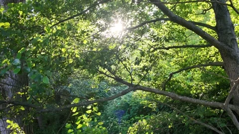 Lush Forest – Relaxation Video Stock Footage 312473724