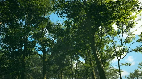 A lush forest scene with a canopy of green leaves filtering the sunlight Video stock 309071220