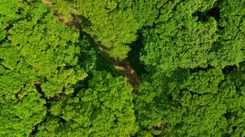 Lush Forest Scene. Dense Jungle With Trail Visuals. Verdant Canopy With Winding Stock-Footage 338360431