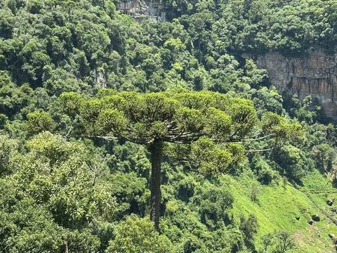 Lush forest scene with single tree Stock Photos