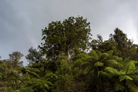 Lush Forest Scene Under Cloudy Sky Stock Photos