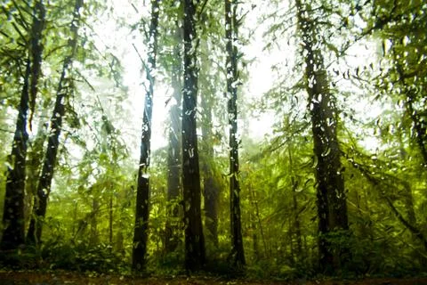 Lush forest seen through a wet windshield, Ecola Beach, Oregon. Stock Photos
