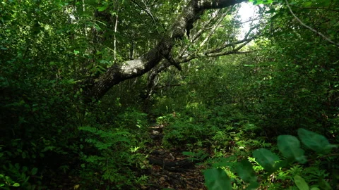 Lush Forest Seychelles Stock Footage 135193309
