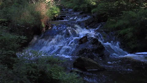 Lush Forest Stream Cascade Stock Footage 310453320
