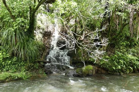 Lush Forest Stream Cascading Over Mossy Rocks Fotos Stock