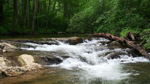 Lush Forest Stream Flowing Over Rocks Stock Footage 341361656