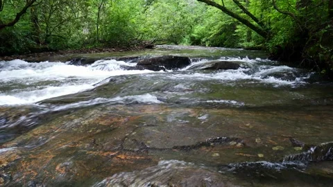 Lush Forest Stream Flowing Over  Rocks in Spring Stock Footage 341361657