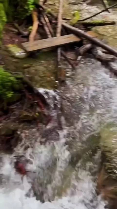 Lush Forest Stream Flowing Over Mossy Rocks Video stock 341628915
