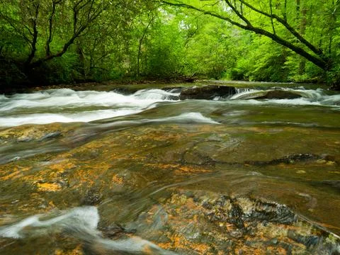 Lush Forest Stream Flowing Over  Rocks Stock Photos